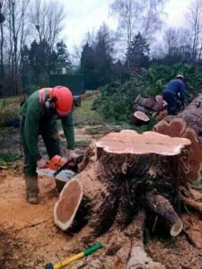 tree stump removal
